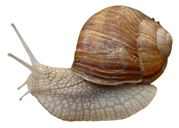 蜗牛 PNG透明背景免抠图元素 16图库网编号:96448