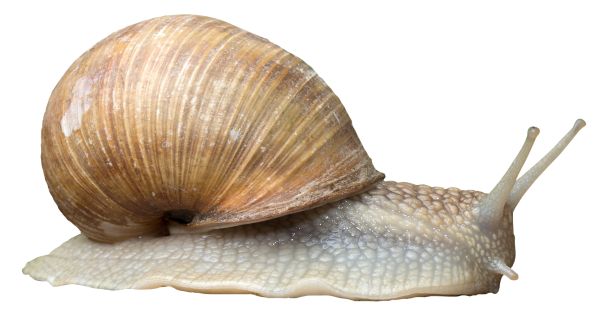 蜗牛 PNG透明背景免抠图元素 16图库网编号:96449