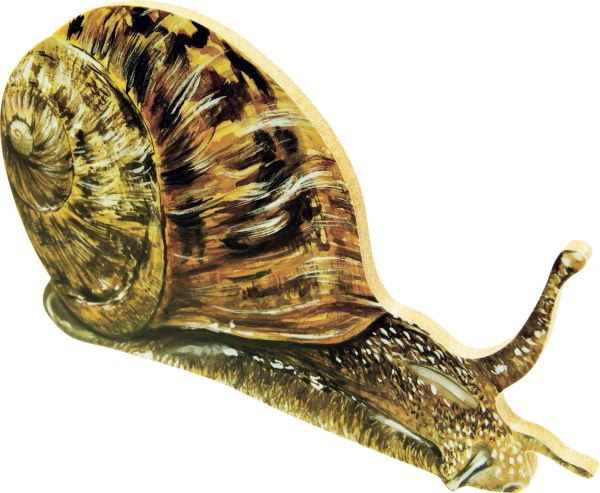 蜗牛 PNG透明元素免抠图素材 16素材网编号:96453