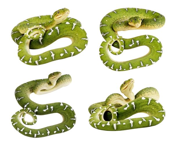 绿蛇PNG透明元素免抠图素材 16素材网编号:4073