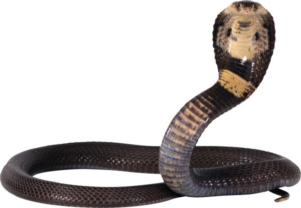 眼镜蛇蛇PNG图片，免费下载图片图片编号:4079