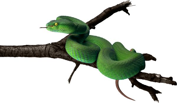 绿蛇PNG免抠图透明素材 素材中国编号:4083