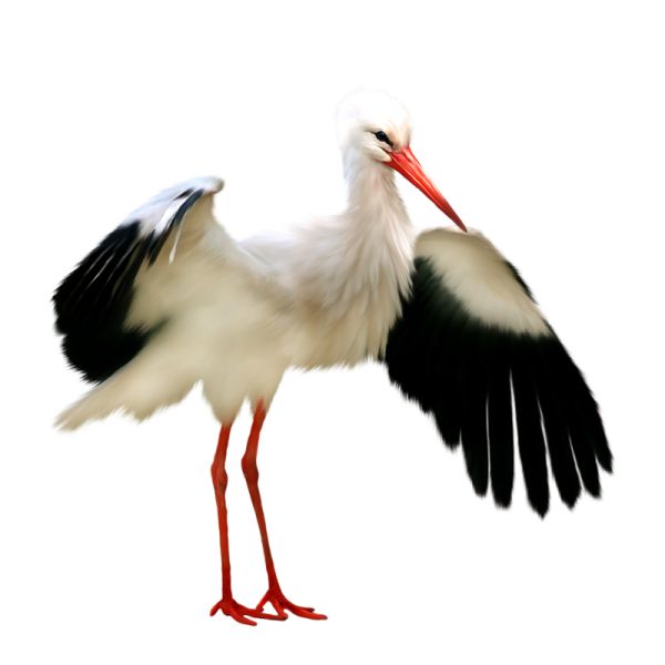 Stork PNG免抠图透明素材 普贤居素材编号:23883