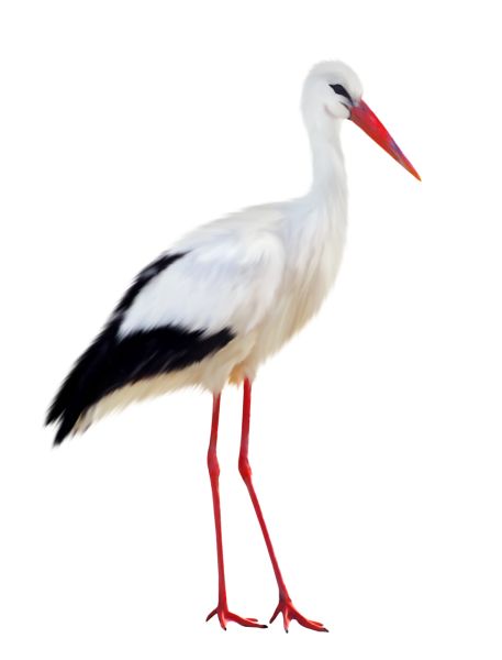 Stork PNG透明背景免抠图元素 16图库网编号:23884