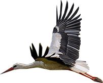 Stork PNG免抠图透明素材 普贤居素材编号:23889