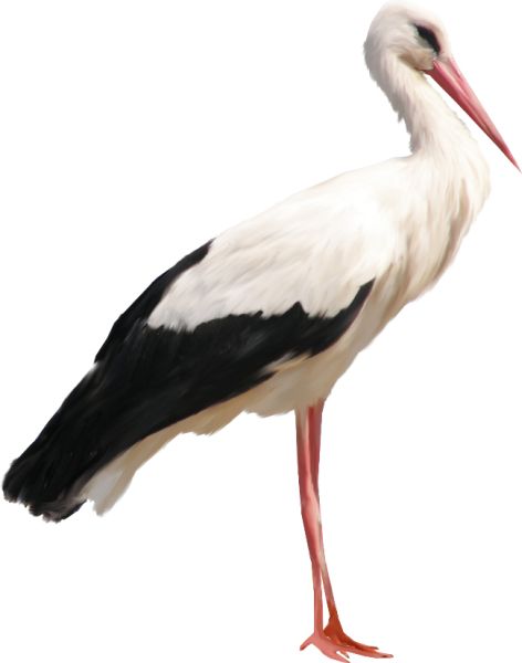 Stork PNG免抠图透明素材 普贤居素材编号:23890