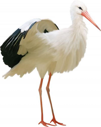 Stork PNG免抠图透明素材 16设计网编号:23891