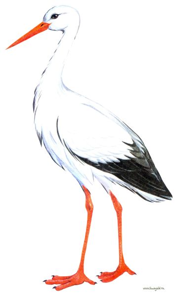 Stork PNG免抠图透明素材 普贤居素材编号:23874