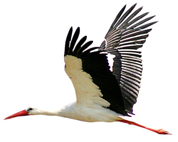 Stork PNG免抠图透明素材 素材中国编号:23892