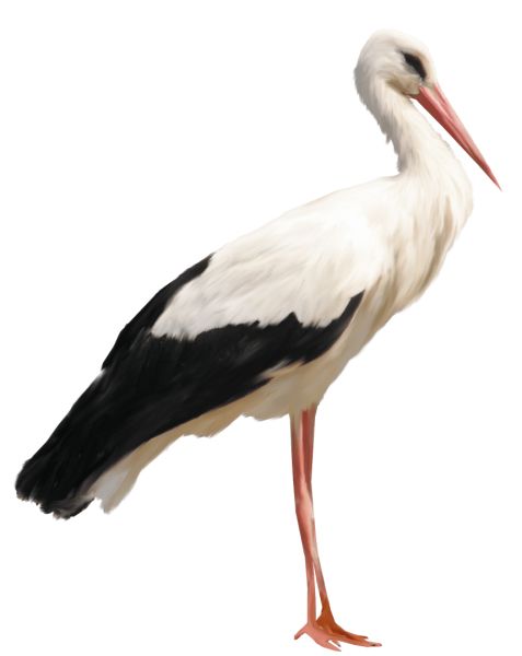 Stork PNG免抠图透明素材 素材中国编号:23897