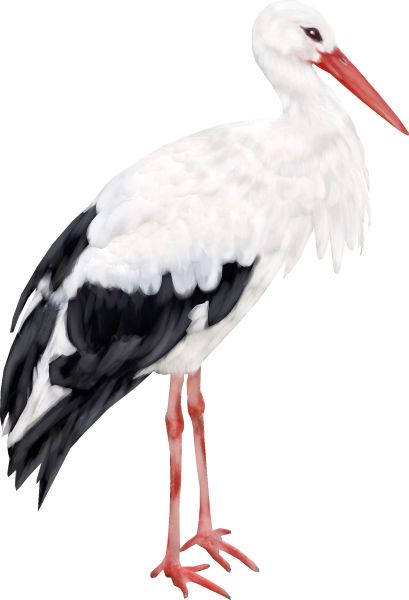 Stork PNG免抠图透明素材 普贤居素材编号:23911