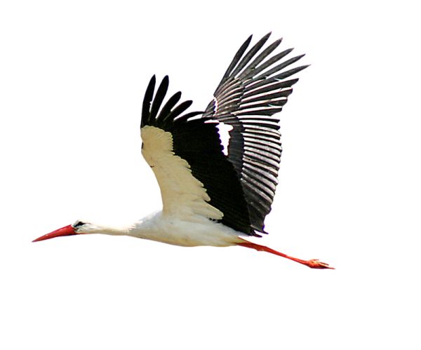 Stork PNG免抠图透明素材 16设计网编号:23876