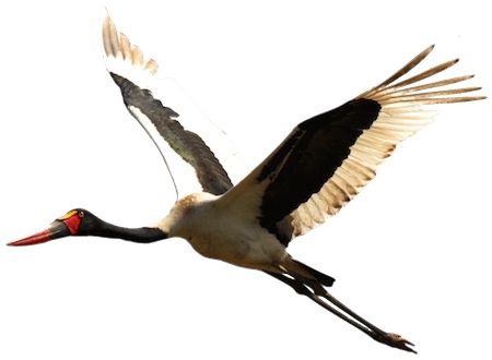 Stork PNG免抠图透明素材 16设计网编号:23912