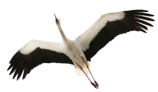 Stork PNG免抠图透明素材 16设计网编号:23914