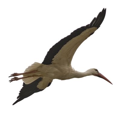 Stork PNG免抠图透明素材 素材中国编号:23916