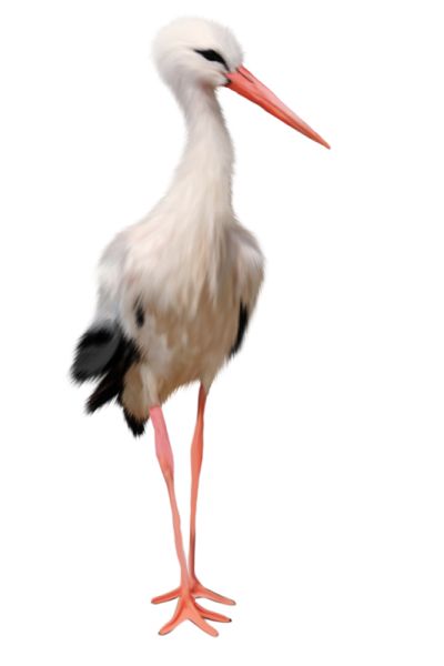 Stork PNG免抠图透明素材 普贤居素材编号:23919