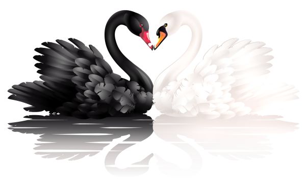 黑白天鹅 PNG免抠图透明素材 16设计网编号:20152