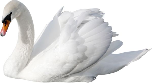 白天鹅 PNG免抠图透明素材 16设计网编号:20176
