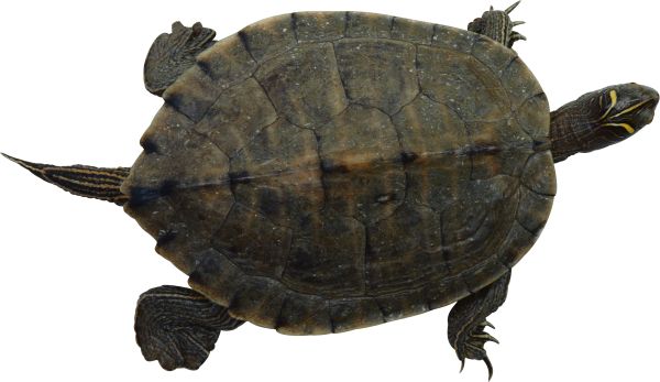 海龟 PNG免抠图透明素材 16设计网编号:24719