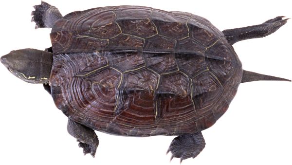 海龟 PNG透明背景免抠图元素 16图库网编号:24723