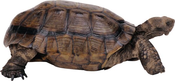 海龟 PNG免抠图透明素材 16设计网编号:24725