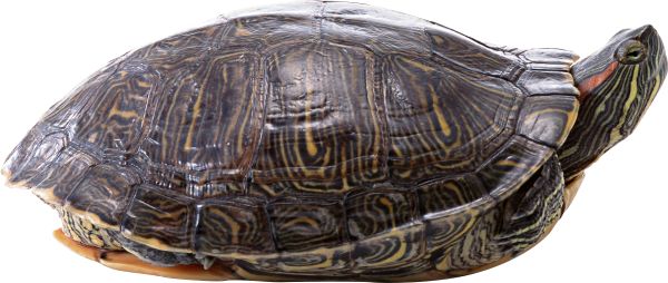 海龟 PNG透明背景免抠图元素 16图库网编号:24726