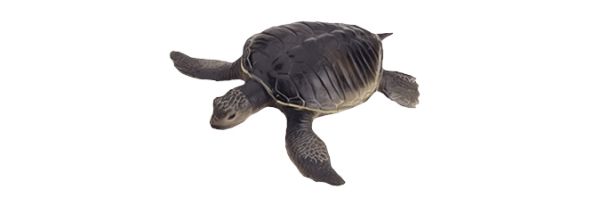 海龟 PNG透明背景免抠图元素 16图库网编号:24727