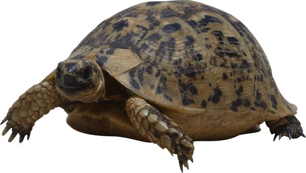 海龟 PNG透明背景免抠图元素 16图库网编号:24710