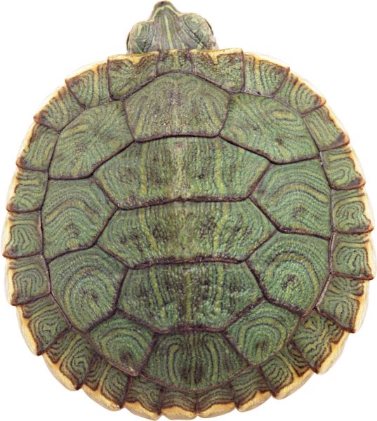 海龟 PNG免抠图透明素材 16设计网编号:24728