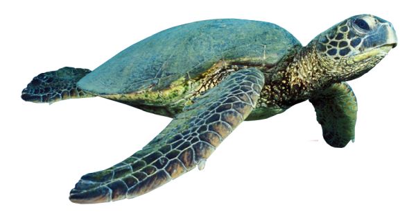 海龟 PNG透明背景免抠图元素 16图库网编号:24729