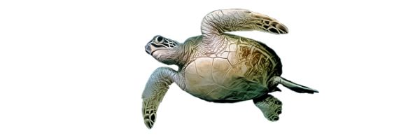 海龟 PNG透明背景免抠图元素 16图库网编号:24730