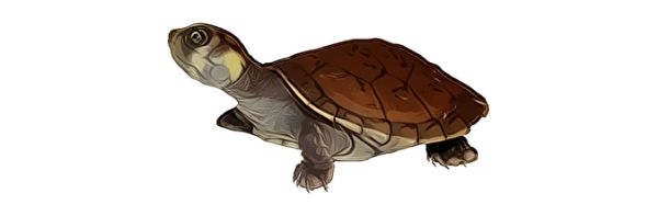 海龟 PNG免抠图透明素材 16设计网编号:24732