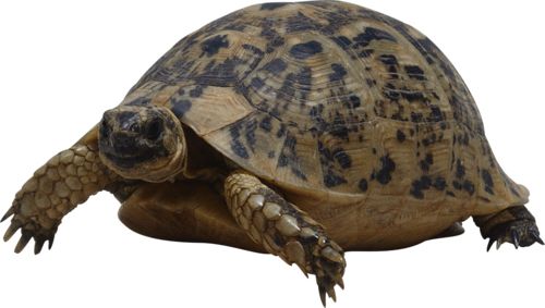 海龟 PNG免抠图透明素材 16设计网编号:24733