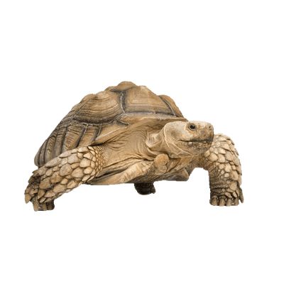 海龟 PNG免抠图透明素材 16设计网编号:24735