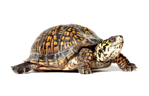 海龟 PNG免抠图透明素材 16设计网编号:24738