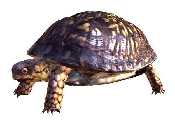 海龟 PNG透明背景免抠图元素 16图库网编号:24739