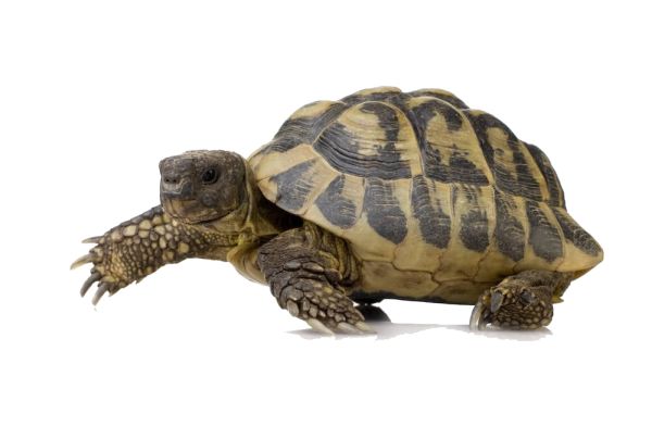 海龟 PNG免抠图透明素材 16设计网编号:24740