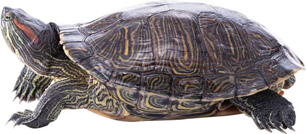 海龟 PNG透明背景免抠图元素 16图库网编号:24743