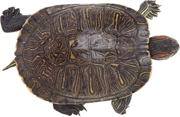 海龟 PNG透明背景免抠图元素 16图库网编号:24748