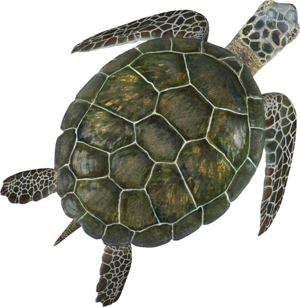 海龟 PNG透明背景免抠图元素 16图库网编号:24756
