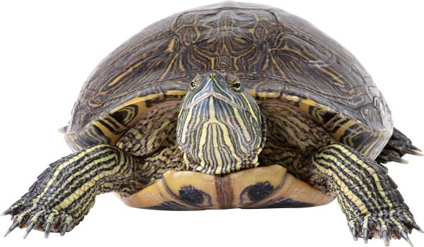 海龟 PNG透明背景免抠图元素 16图库网编号:24757