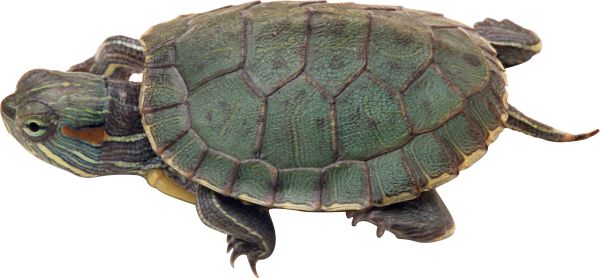海龟 PNG透明背景免抠图元素 16图库网编号:24758