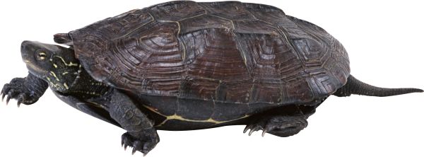 海龟 PNG免抠图透明素材 普贤居素材编号:24760