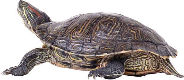 海龟 PNG透明背景免抠图元素 16图库网编号:24762