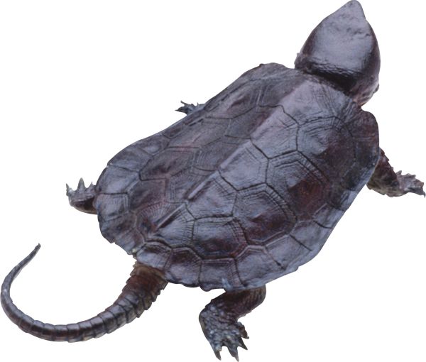 海龟 PNG免抠图透明素材 普贤居素材编号:24763