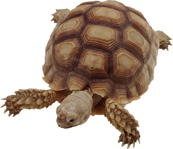 海龟 PNG透明背景免抠图元素 16图库网编号:24764