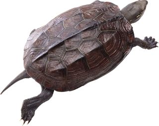 海龟 PNG免抠图透明素材 普贤居素材编号:24767