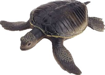 海龟 PNG免抠图透明素材 16设计网编号:24768