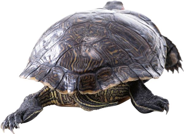 海龟 PNG透明元素免抠图素材 16素材网编号:24770