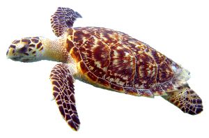 海龟 PNG免抠图透明素材 16设计网编号:24774
